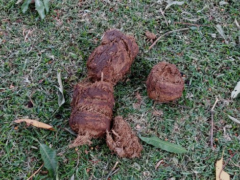Elefanten Dung vor dem Rainbow Hotel, Victoria Falls