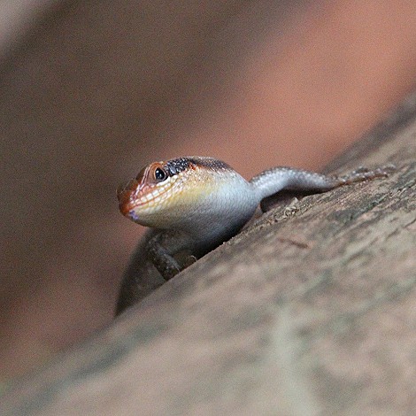 Streifenskink