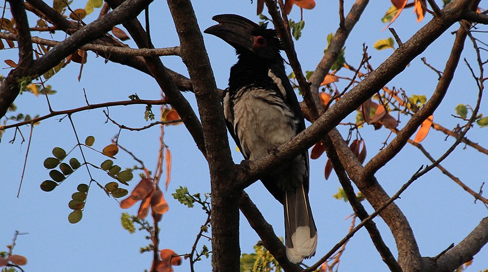 Trompeterhornvogel