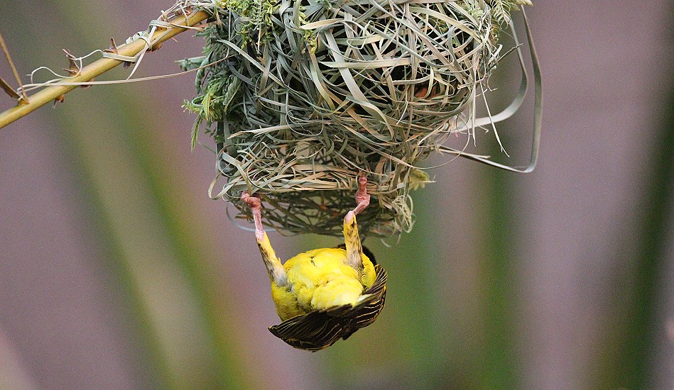 Webervögel in der Victoria Falls Safari Lodge