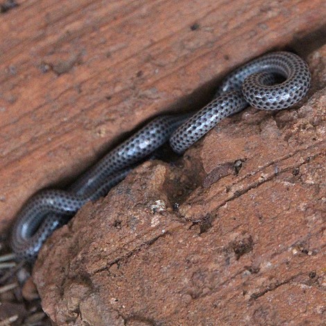 Wurmschlange
