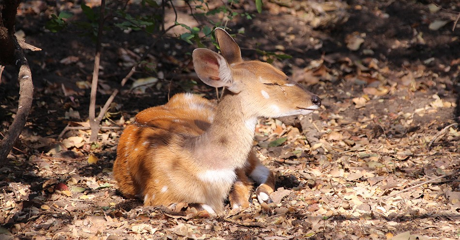 Bushbock