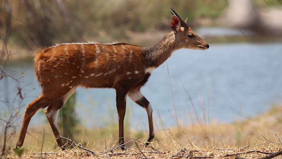 Bushbock am Ufer des Zambesi Rivers