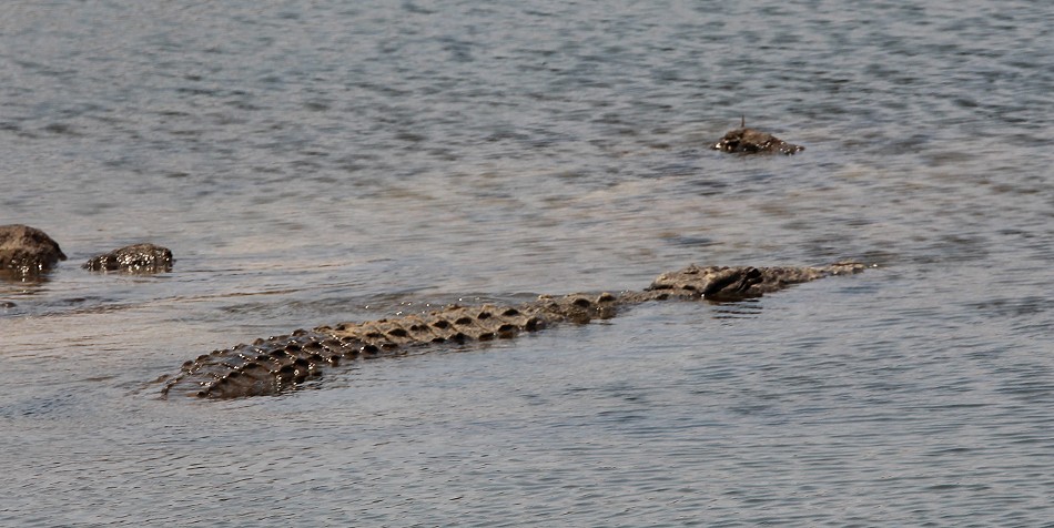 Flusspferde im Zambesi Frluss, im National Park