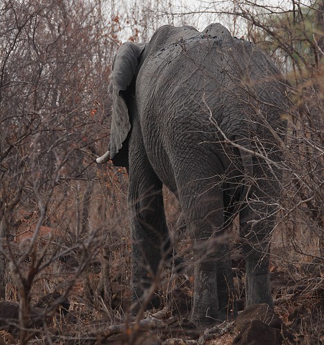 Elefant im Zambesi National Park