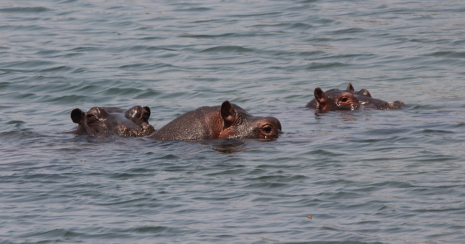 Flusspferde im Zambesi Frluss, im National Park