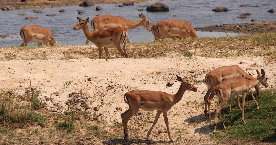 Impalas am Ufer des Zambesi Rivers