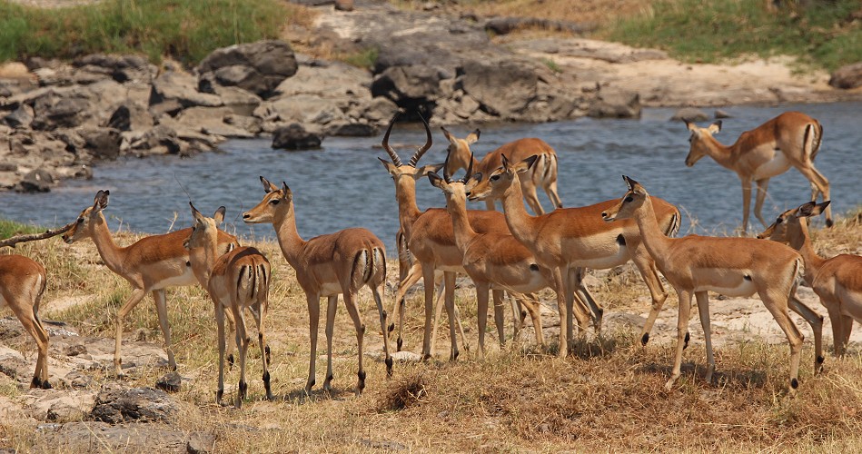 Impalas am Ufer des Zambesi Rivers