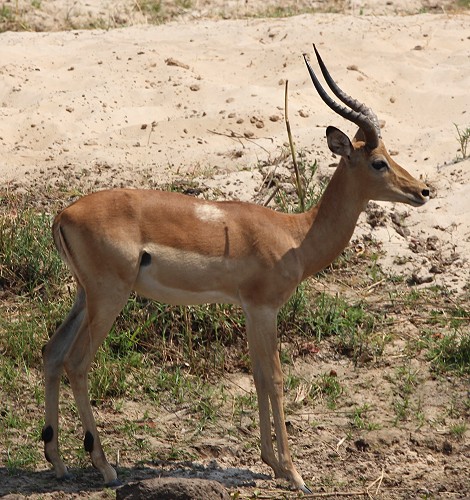 Impalas am Ufer des Zambesi Rivers