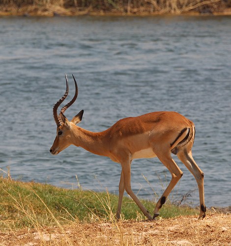 Impala