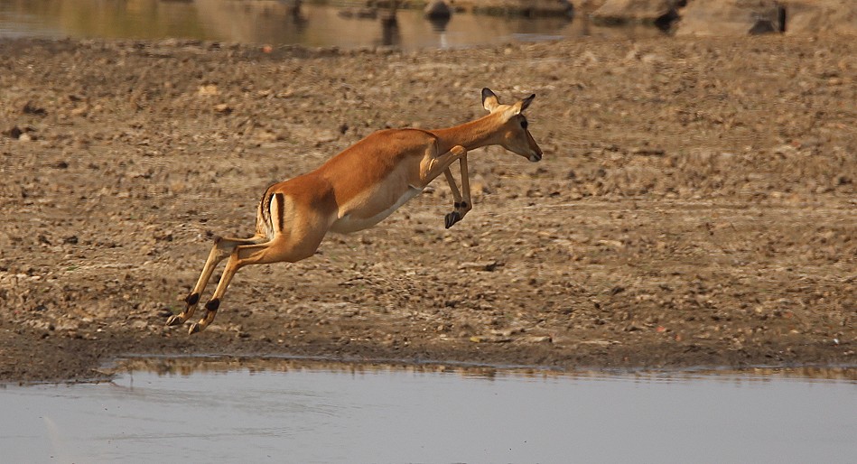 Impalas am Ufer des Zambesi Rivers