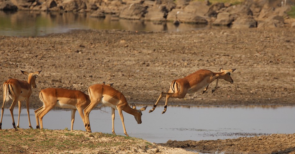 Impalas am Ufer des Zambesi Rivers