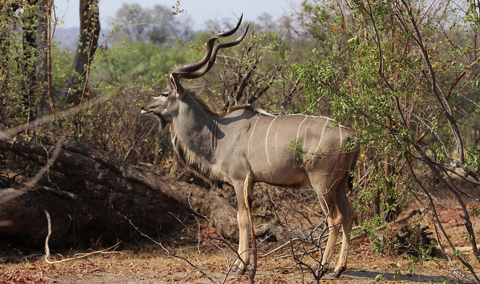 Großer Kudu im Zambesi National Park