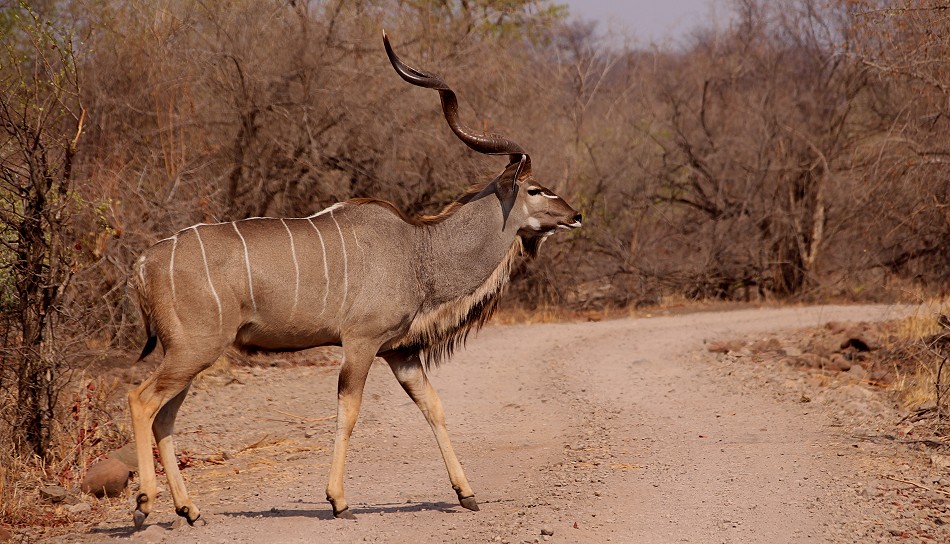 Großer Kudu im Zambesi National Park