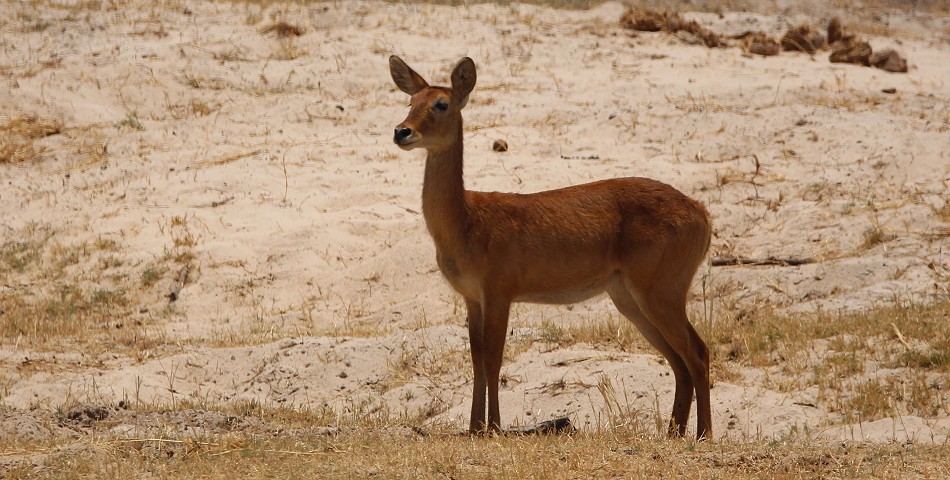 Riedbock im Zambesi National Park