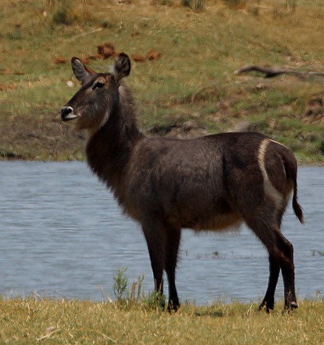 Wasserbock