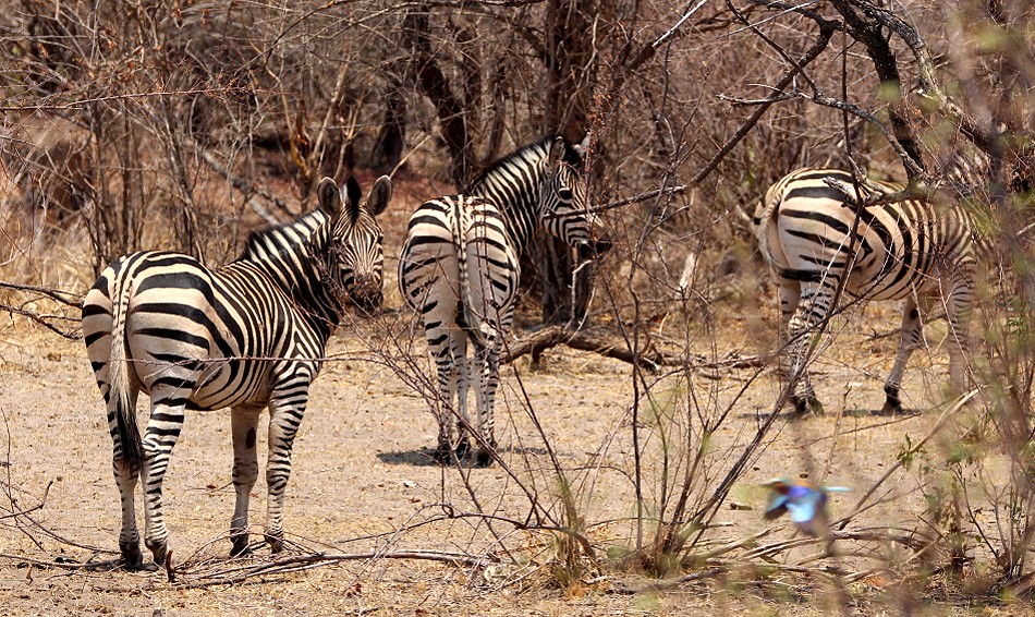 Steppenzebras im Zambesi National Park