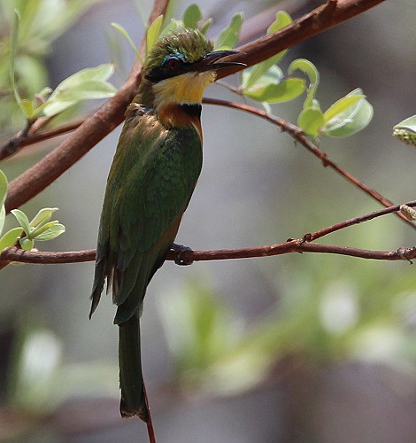 Zimtbrustbienenfresser im Zambesi Park