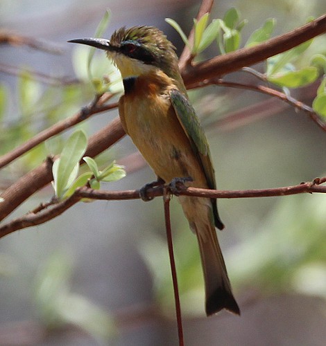 Zimtbrustbienenfresser im Zambesi Park
