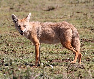 Afrikanischer Goldwolf, African golden wolf, Canis anthus - ehemals Golden Jackal