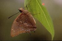 Charaxes cithaeron