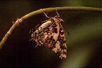 Charaxes etesipe