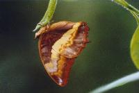 Charaxes protoclea