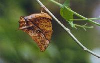 Charaxes varanes