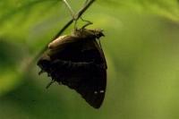 Charaxes violetta