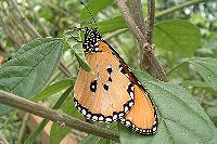 Danaus chrysippus