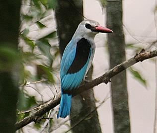 Senegalliest, Woodland Kingfisher, Halcyon s.senegalensis