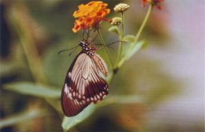 Papilio dardanus