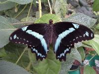 Papilio nireus