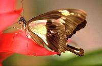 Papilio phorcas