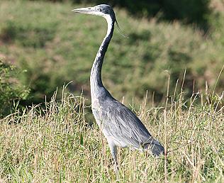 Schwarzkopfreiher, Ardea melanocepphala, Black Headed Heron