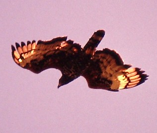 Wespenbussard, Eurasien Honey Buzzard, Pernis apivorus