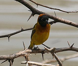 Cabanisweber, Ploceus intermedius, Lesser Maseked Weaver, Lake Baringo / Kenya