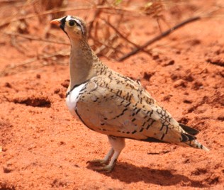 Schmuckfughuhn Hahn, Tsavo Ost