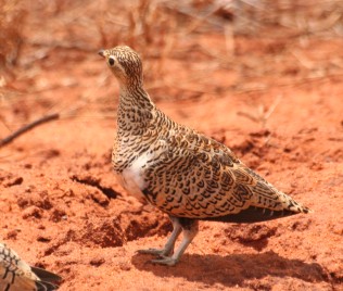 Schmuckfughuhn Henne, Tsavo Ost