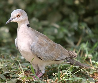 Brillentaube, Streptopelia decipensis perspicillata