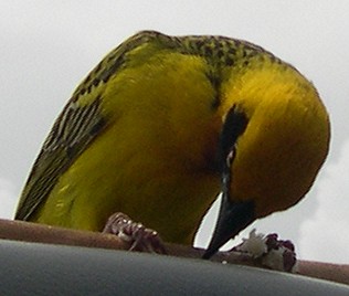 Somaliweber, Ploceus spekei, Speke´s or Somali Weaver, Ngorongoro Crater