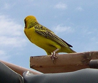 Starweber, Tsavo West