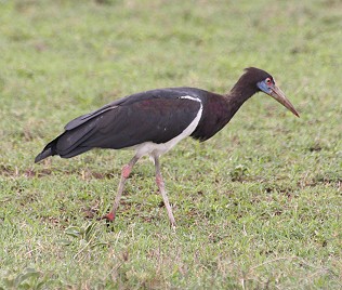 Abdimstorch, Tsavo Ost National Park