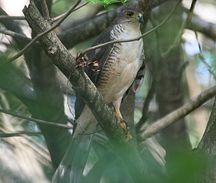 Tachiro- oder Afrikahabicht, Jungvpgel, African Goshawk, Accipiter tachiro sparsimfasciatus