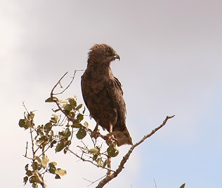 Braunerschlangenadler, Brown Snake Eagle, Circaetus cinereus