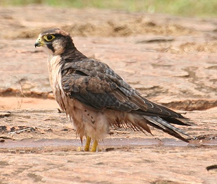 Lannerfalke, Lanner Falcon, Falco biarmicus