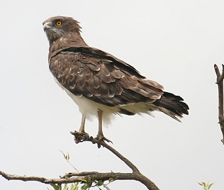 Schlangenadler, Short-Toed Snake Eagle, Cirtaeus gallicus