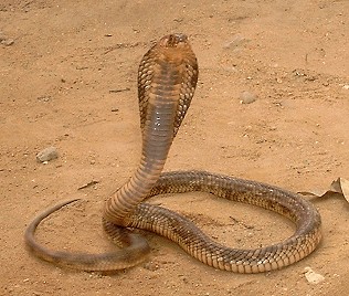 Ägyptische Kobra