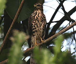 Tachiro- oder Afrikahabicht, African Goshawk, Accipiter tachiro sparsimfasciatus