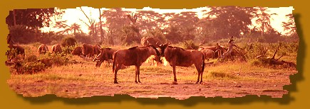 Gnus in der Morgensonne, Amboseli National Park